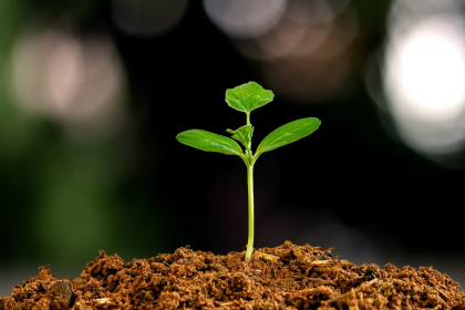 Environmental Sustainability